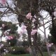 <p>Ege Üniversitesindeki sakura a?açlar?n çiçekleri</p>