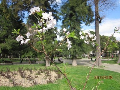sakura 2013 fuar.JPG