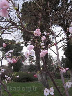 sakura2013.JPG